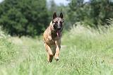 MALINOIS 782